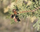 Austrocedrus chilensis